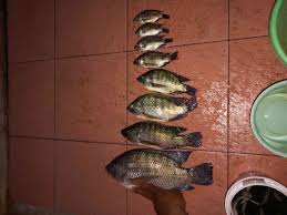 Rahasia Mancing Ikan Mujair Di Waduk Biar Gak Cuma Dapat Angin